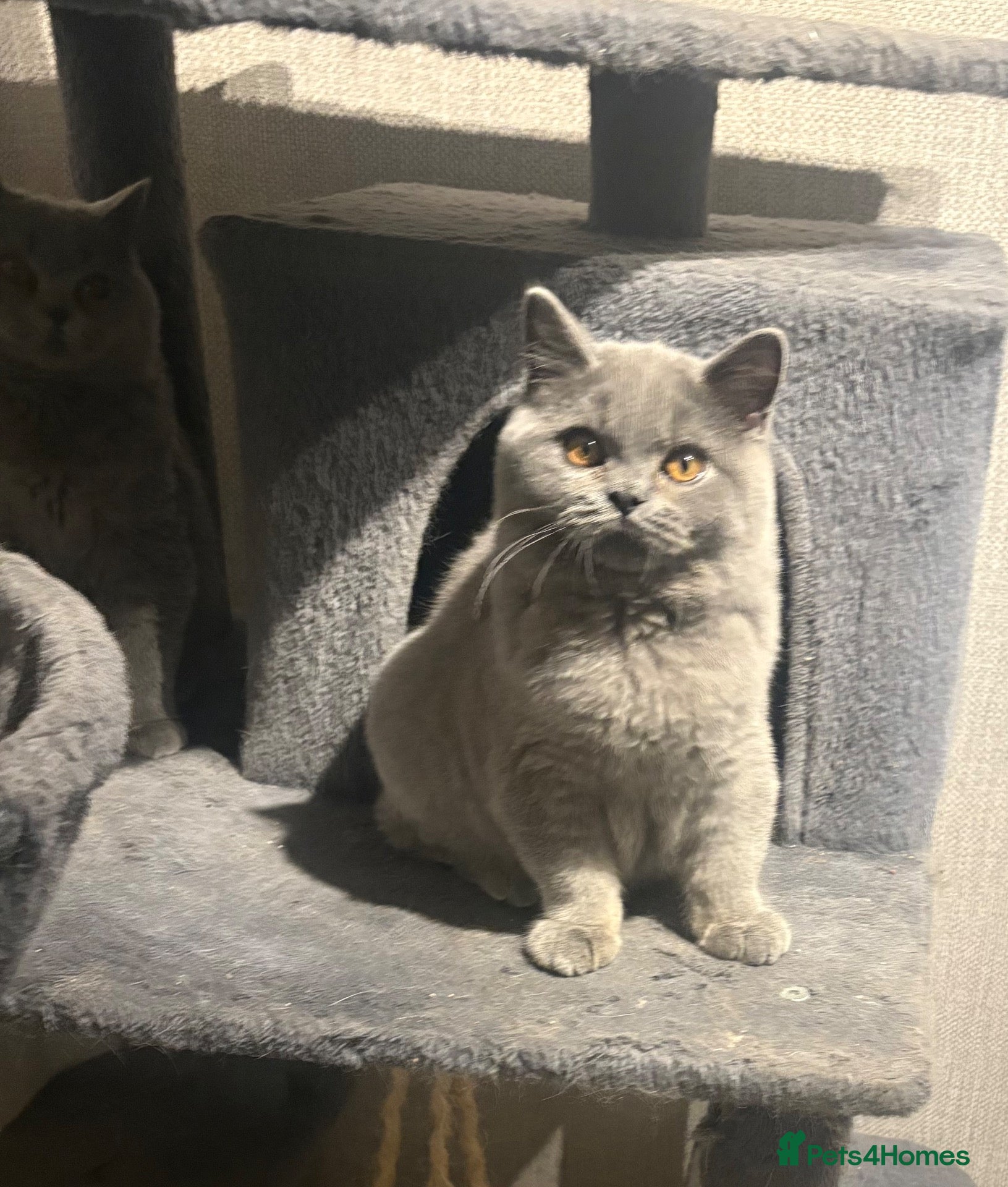 British Shorthair cats for sale: LAST BOY- Stunning British Shorthair Kitten  - Advert 19