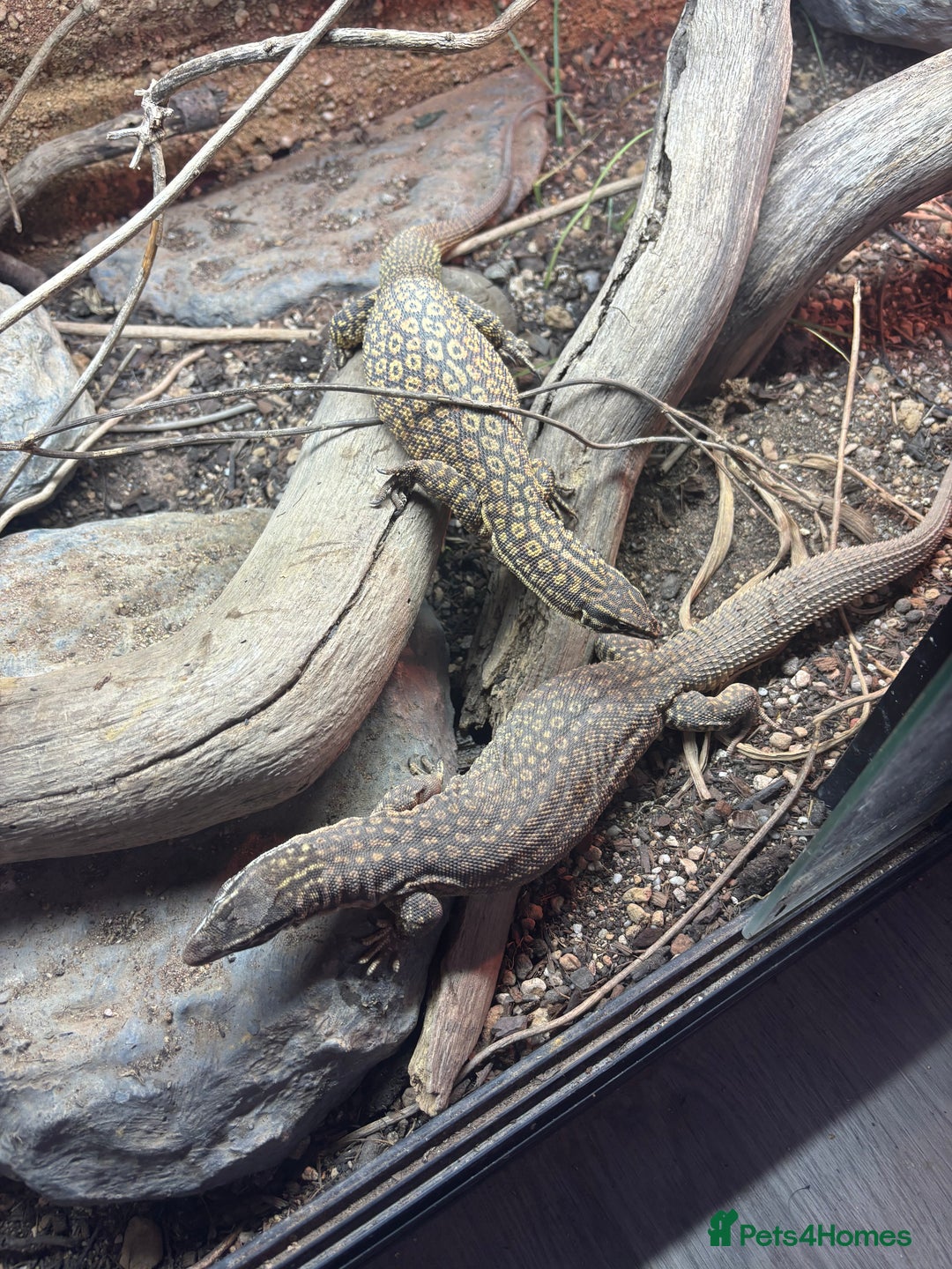 Monitor reptiles for sale: Pair of ackies monitors  - Advert 5
