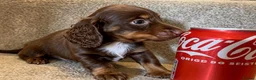 Miniature Dachshund dogs for sale: Mini long haired KC PRA clear health tested baby  - Advert 7