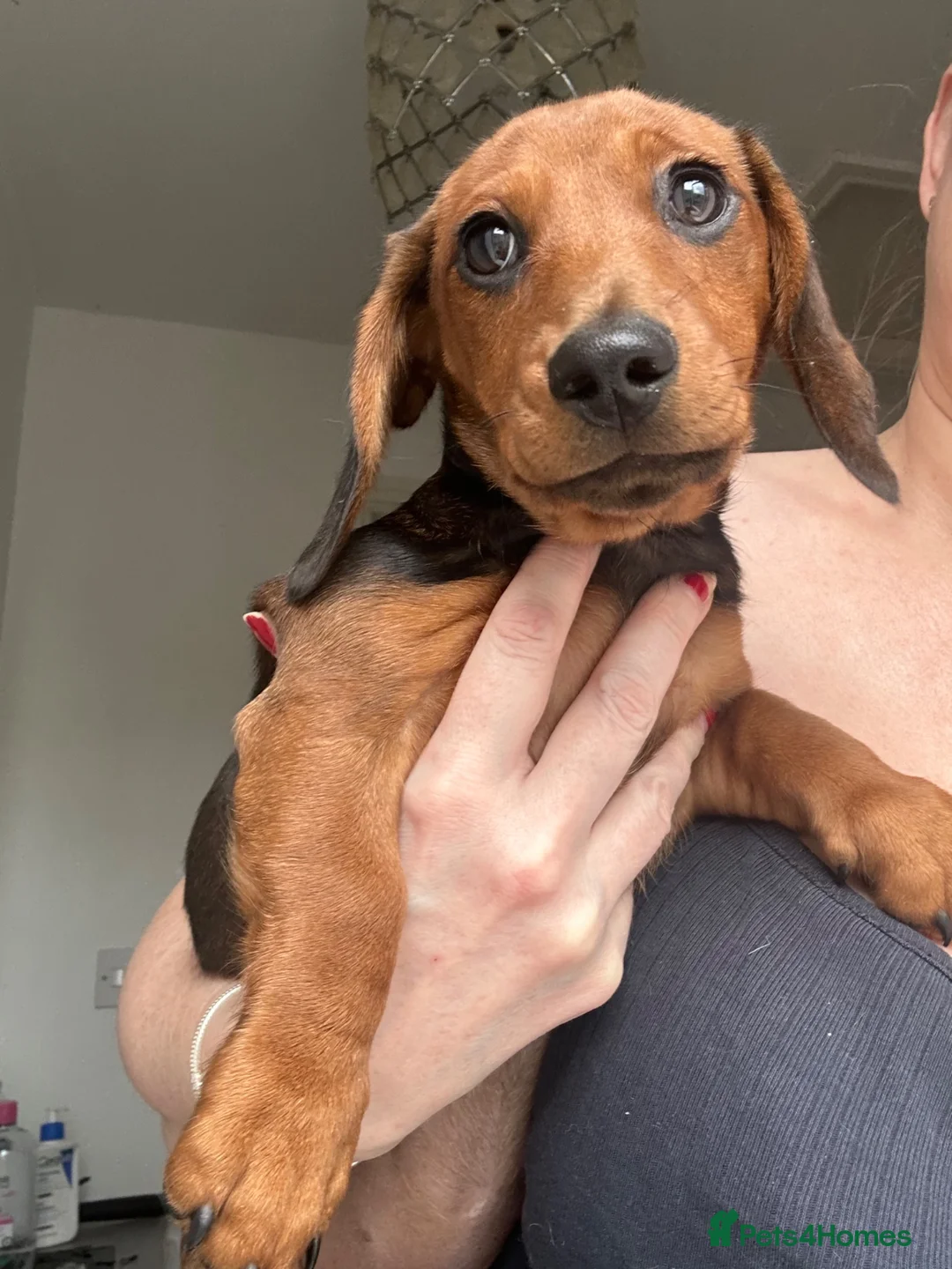 Miniature Dachshund dogs for sale: Last puppy !! Female fully vaccinated  - Advert 2
