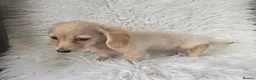 Miniature Dachshund dogs for sale: Beautuful princess kc cream long coat  - Advert 7