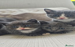 Russian Blue cats for sale: Blue Russian / mix Simaese /grey and white kitten - Image 4