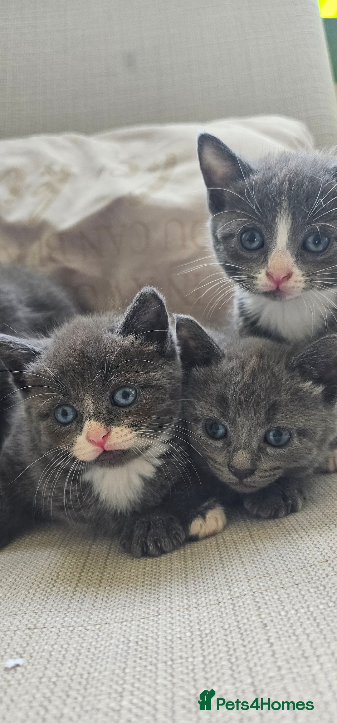 Russian Blue cats for sale: Blue Russian / mix Simaese /grey and white kitten - Image 4