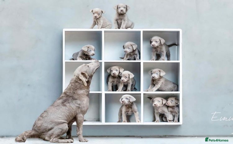 Labrador Retriever dogs Stunning silver lab puppies  - Advert 3