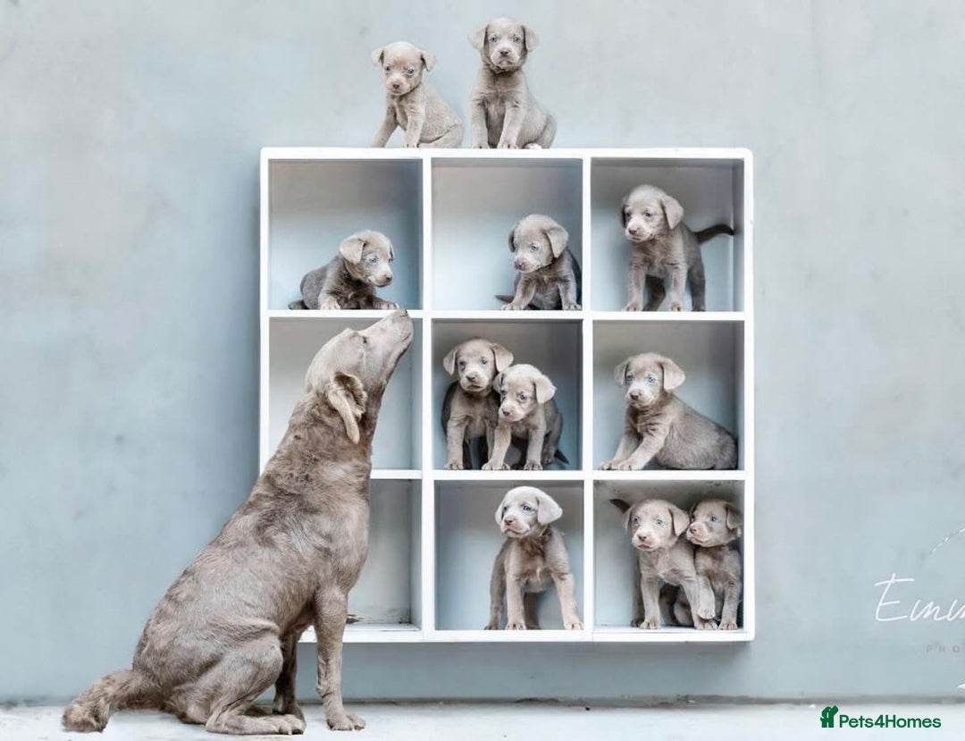 Labrador Retriever dogs for sale: Stunning silver lab puppies  - Image 8