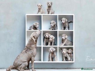 Labrador Retriever dogs Stunning silver lab puppies - Advert 13
