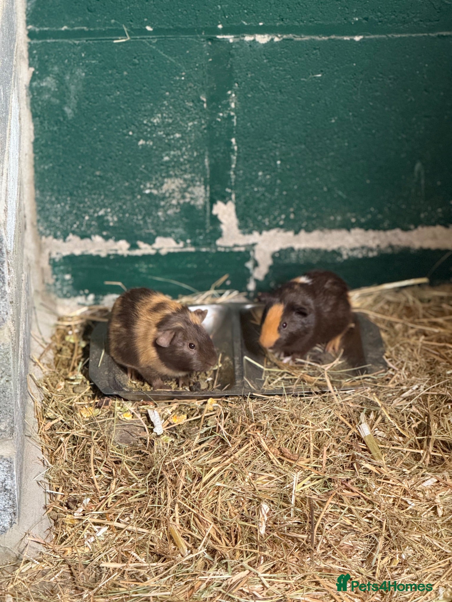 Guinea Pig rodents 4 boar guinea pigs  - Advert 1