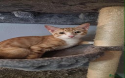 Sphynx cats for sale: Sphynx mix - Image 5