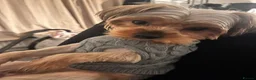 Yorkshire Terrier dogs for sale: 10 Months Yorkshire female dog in Glasgow - Advert 5