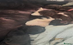 Newfoundland dogs for sale: KC registered Newfoundland Puppies. Health tested - Image 2