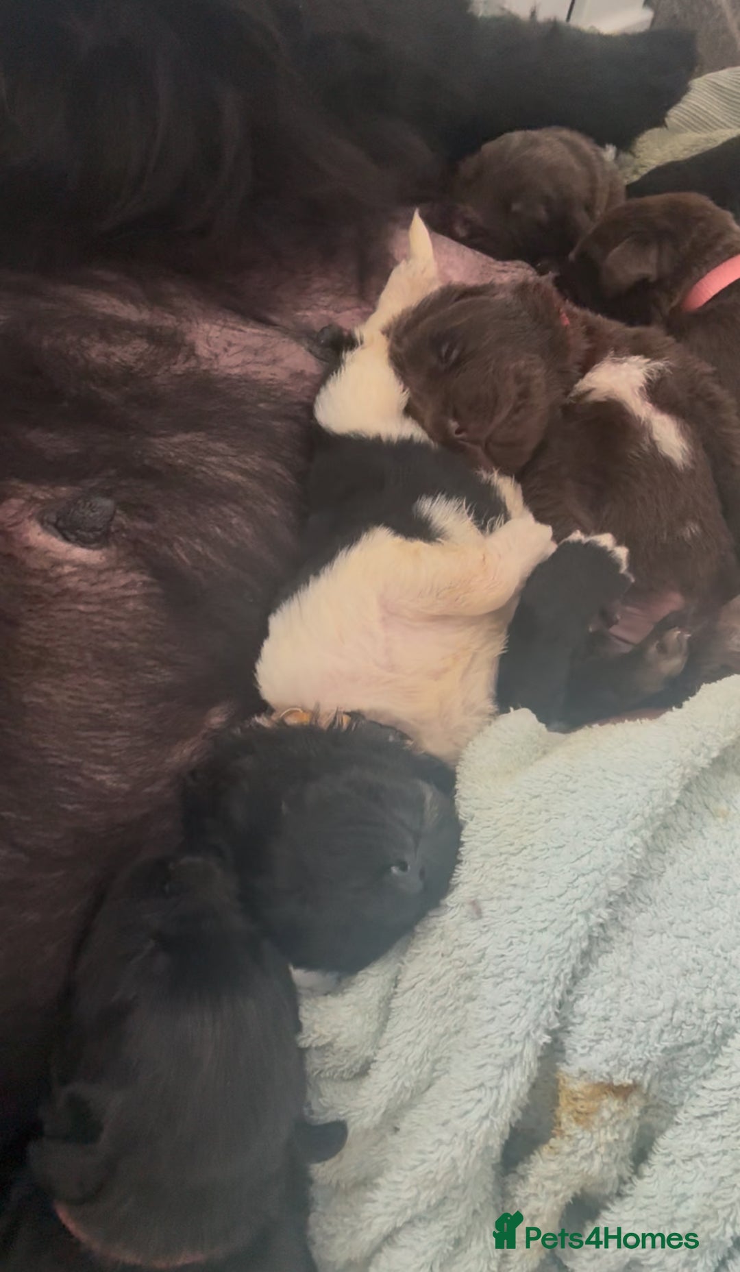 Newfoundland dogs for sale: KC registered Newfoundland Puppies. Health tested - Image 2