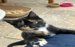Mixed Breed cats for sale: Female Kitten  - Advert 5