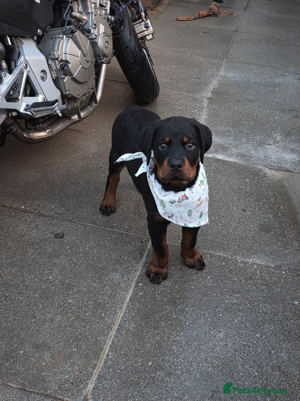 Rottweiler dogs 🐶PREMIUM ROTTWEILERS. ADRK GERMAN BLOODLINES 🇩🇪 - Advert 1