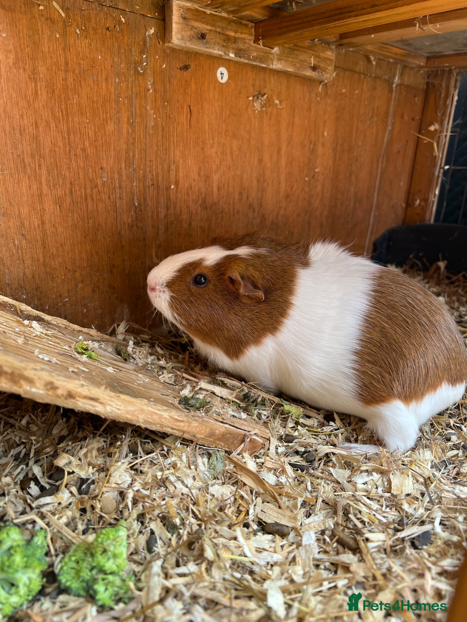 Guinea Pig rodents for sale: 2 Girl Guinea Pigs For Sale £20 For Both in Brackley - Advert 3