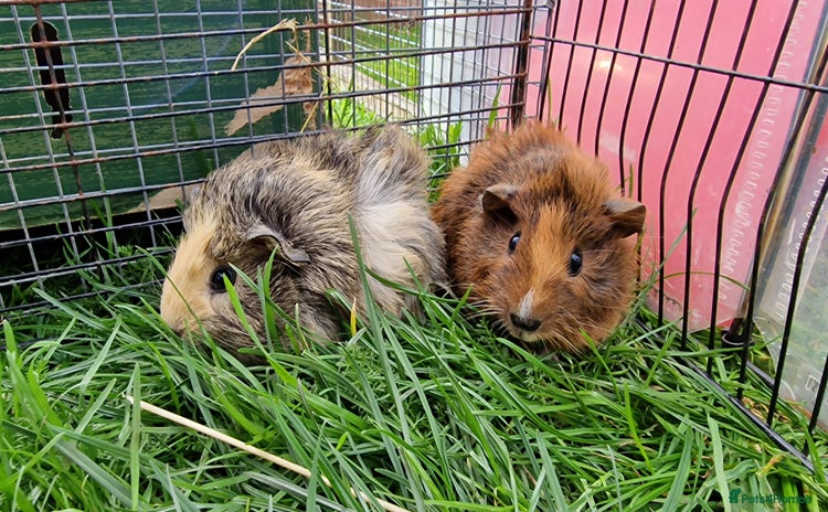 Guinea Pig rodents - Advert 16