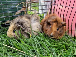 Guinea Pig rodents - Advert 37