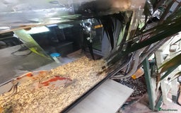 Fancy Goldfish fish for sale: Orienmetal gold fish  - Image 4