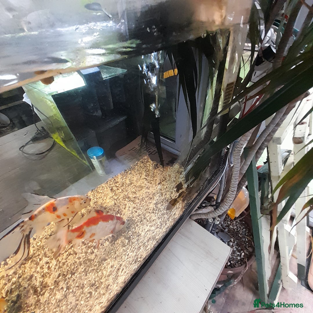 Fancy Goldfish fish for sale: Orienmetal gold fish  - Image 4