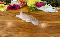 British Shorthair cats for sale: 5 TICA BRITISH SHORTHAIRED KITTENS - Image 22