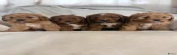 Cavapoo dogs for sale: Gorgeous Red Cavapoo Puppies - Advert 20