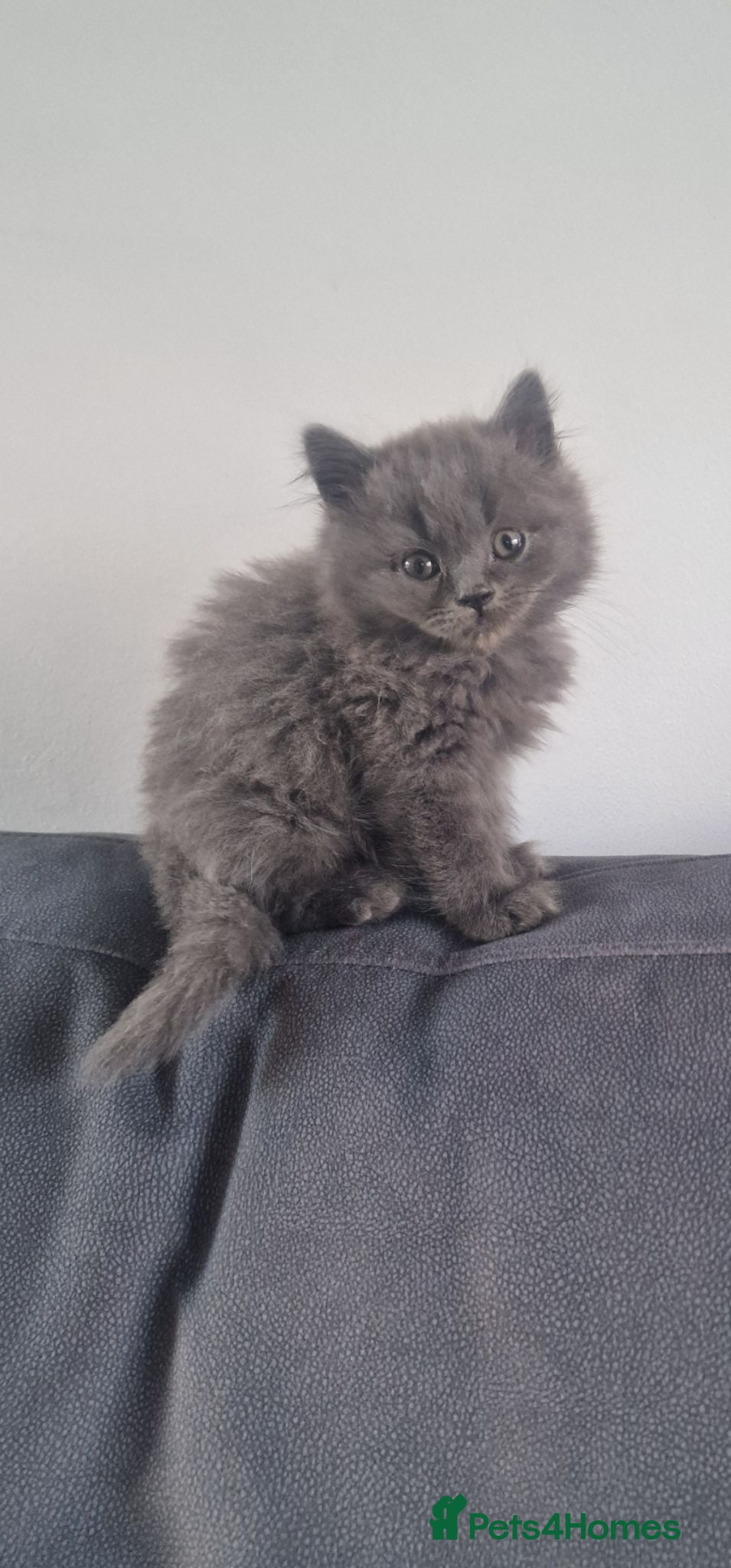 British Shorthair cats 3 beautiful British shorthair kittens REDUCED - Advert 13