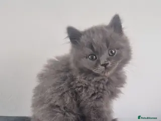 British Shorthair cats 3 beautiful British shorthair kittens REDUCED - Advert 13