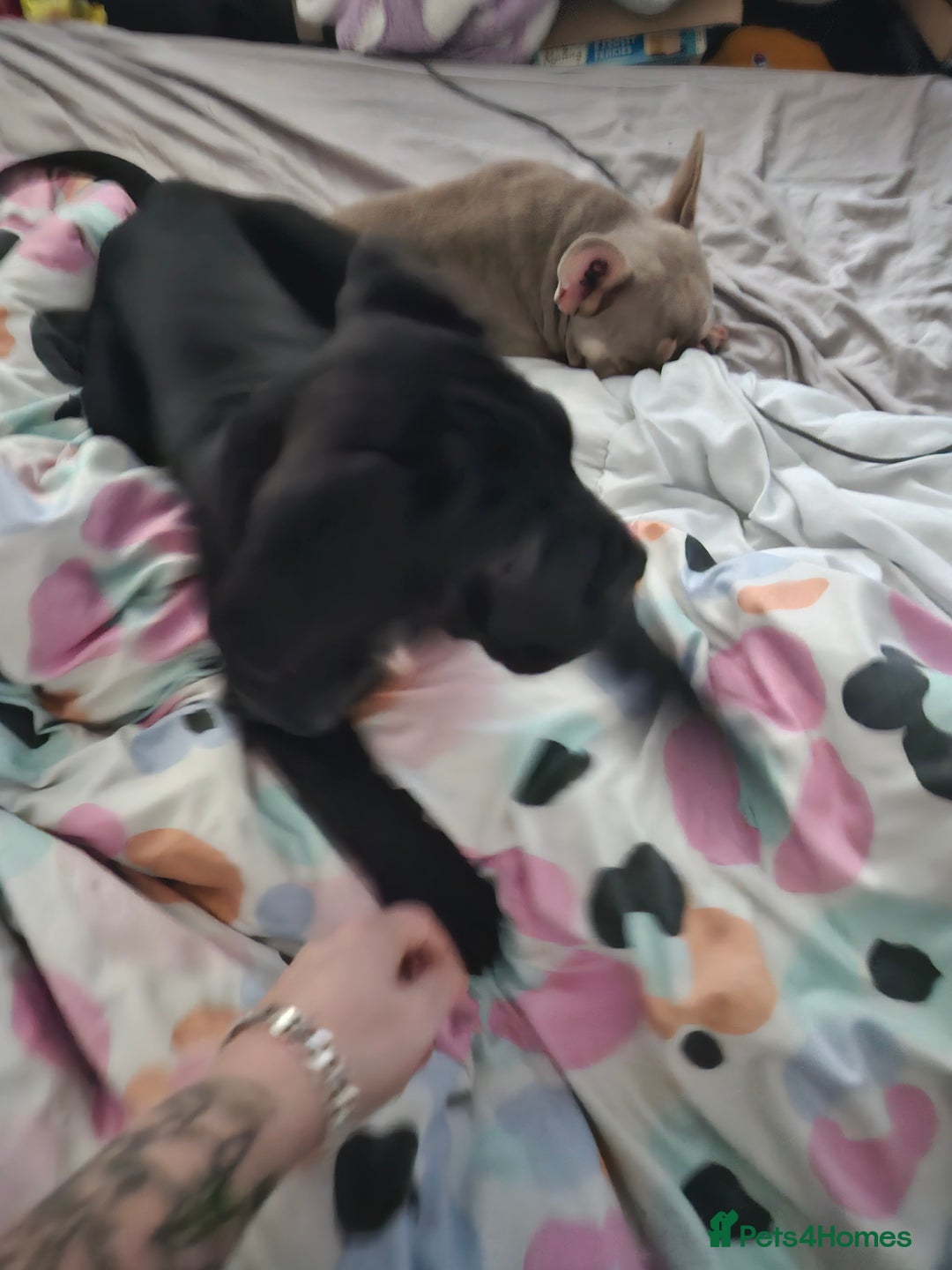 Mixed Breed dogs for sale: Cane corso zeus - Advert 3