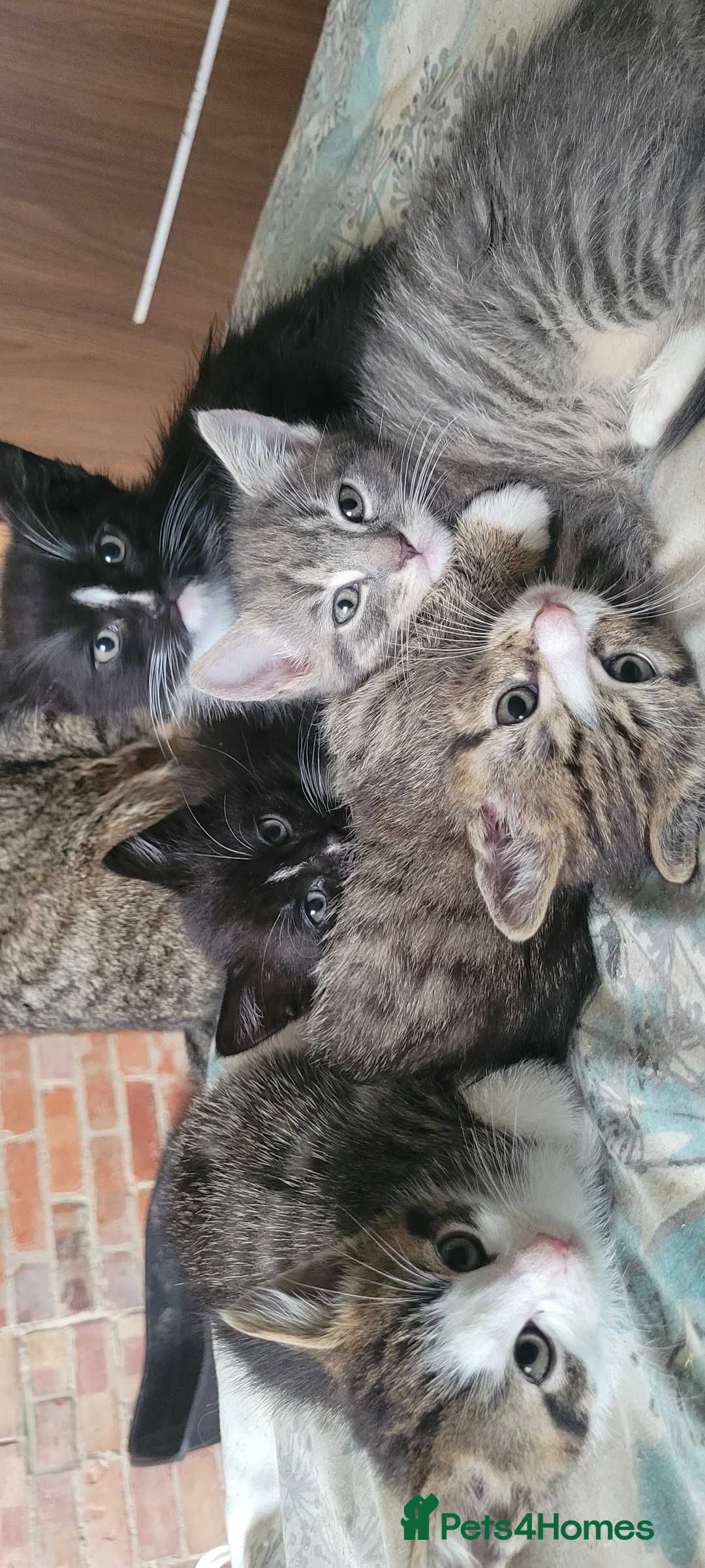 Mixed Breed cats for sale: Gorgeous,super friendly kittens  - Advert 10