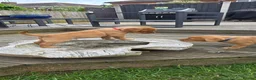 Labrador Retriever dogs for sale: KC Reg. Fox Red Labrador Pups from Working Lines - Advert 11