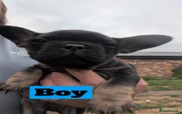 French Bulldog dogs for sale: French bulldog puppies!!! - Image 5