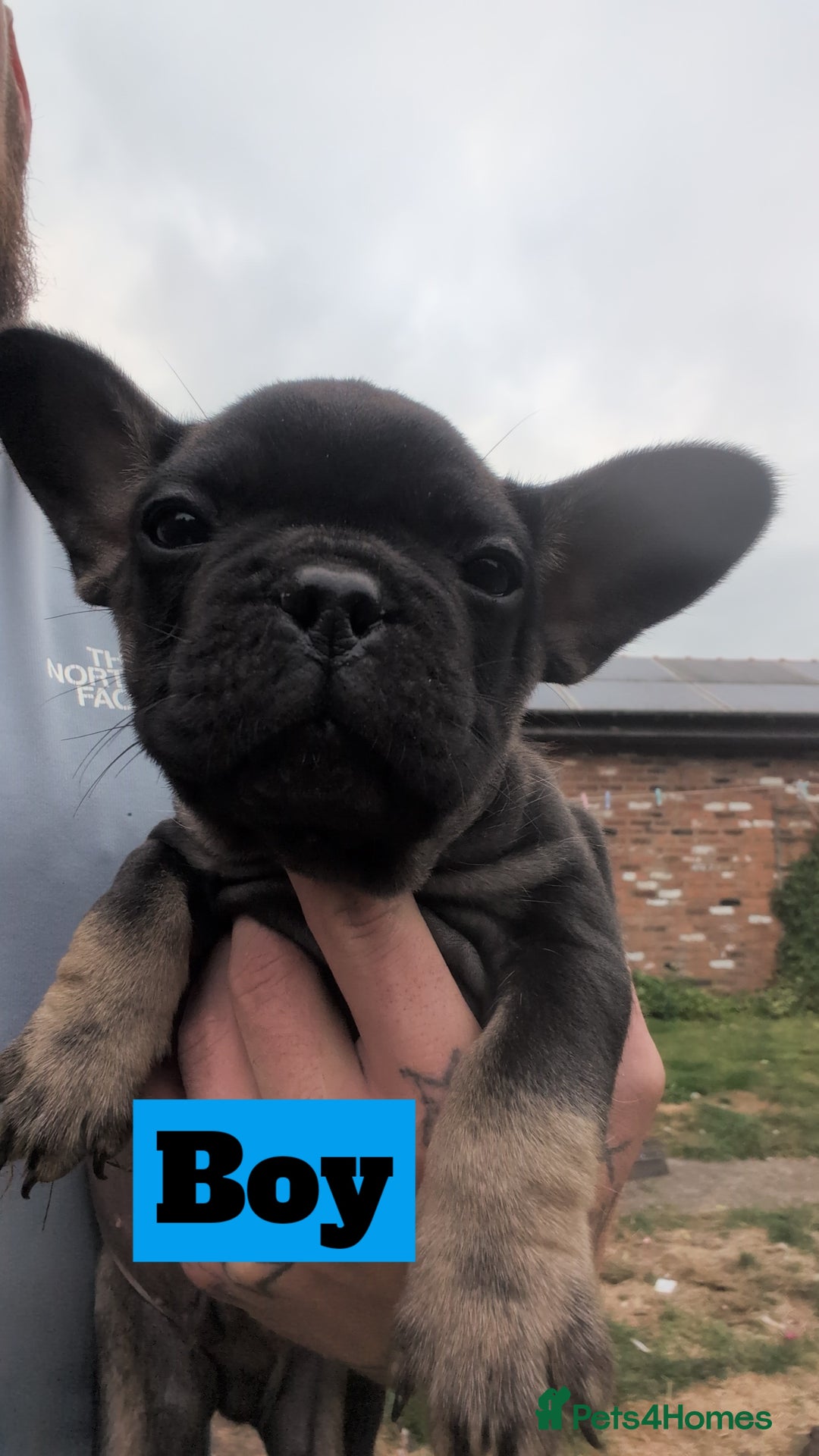 French Bulldog dogs for sale: French bulldog puppies!!! - Image 5