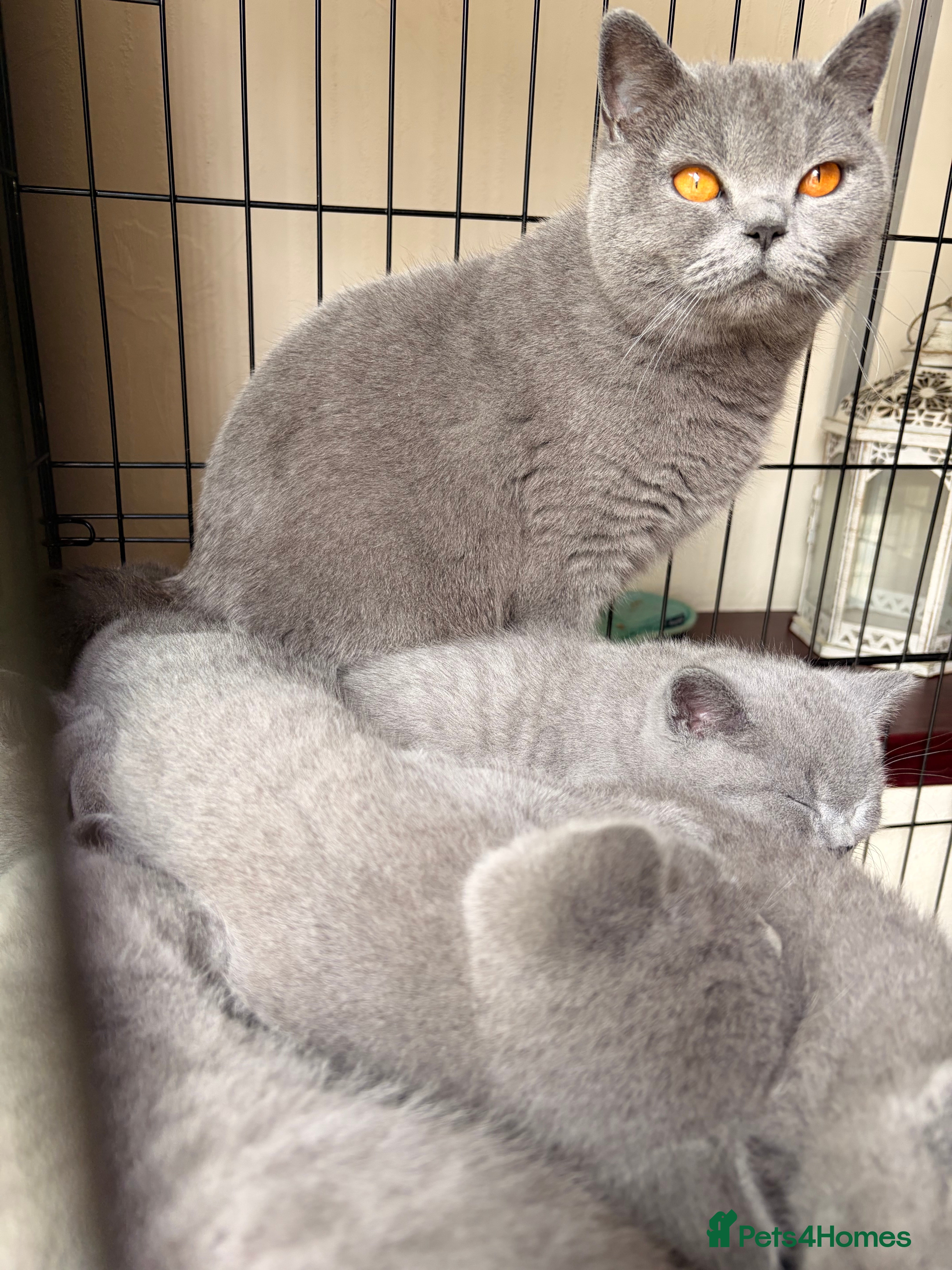 British Shorthair cats Pedigree Blue BSH kittens - Advert 1