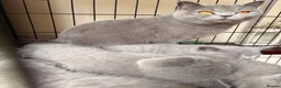 British Shorthair cats for sale: Pedigree Blue BSH kittens - Advert 1
