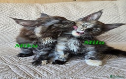 Maine Coon cats for sale: Beautiful Maine Coon kittens  - Advert 10