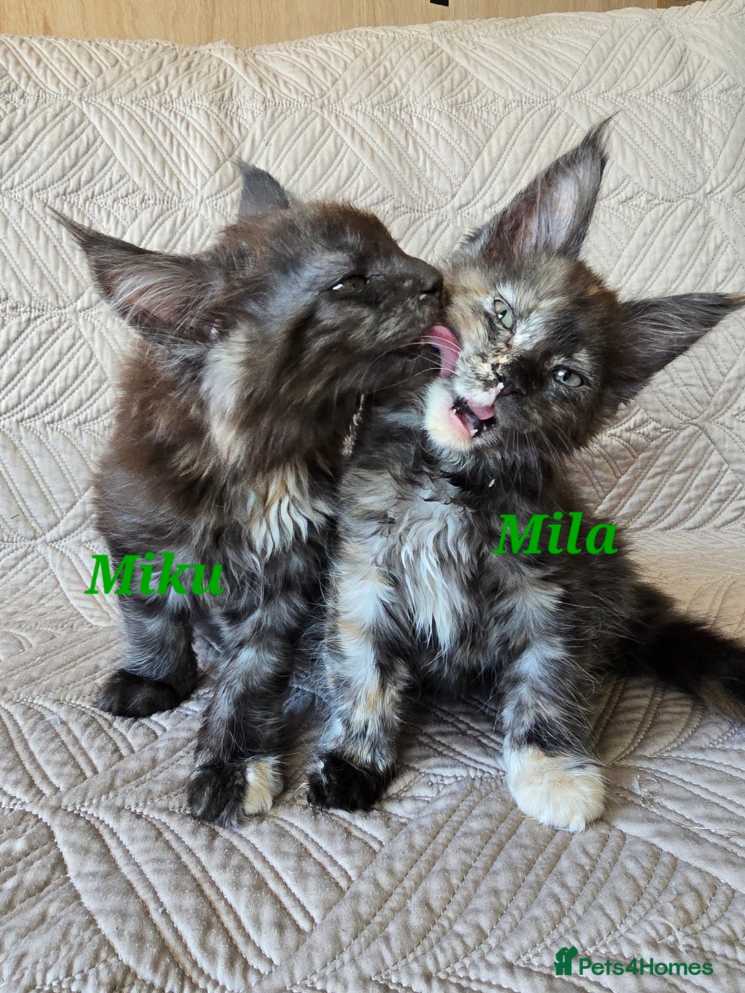 Maine Coon cats for sale: Beautiful Maine Coon kittens  - Advert 10
