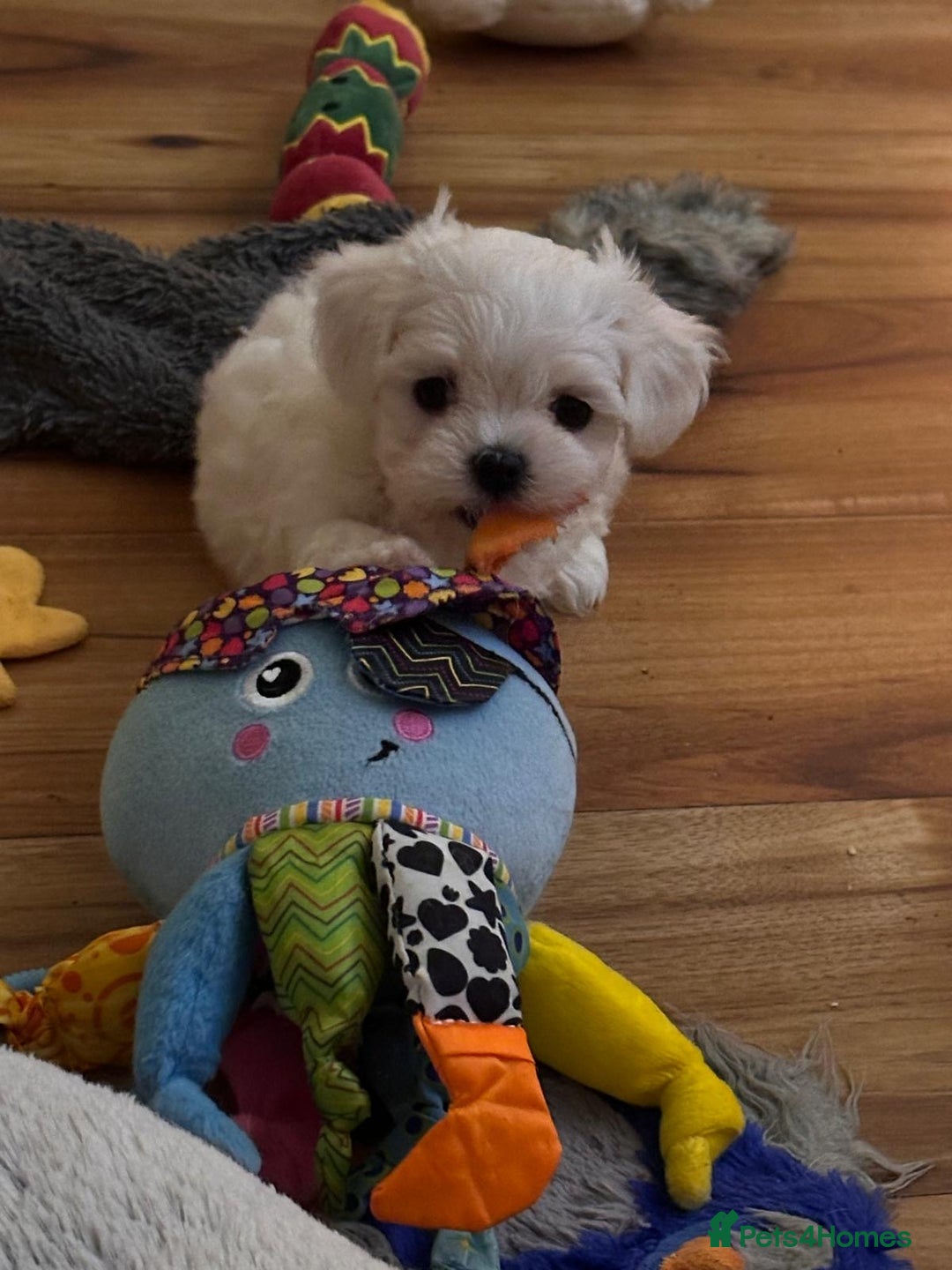 Maltese dogs for sale:  Beautiful maltese - Advert 1