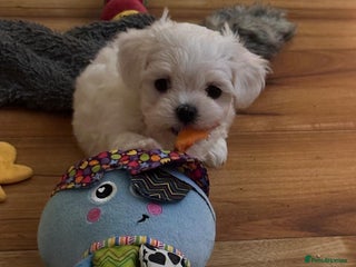 Maltese dogs Beautiful maltese - Advert 7