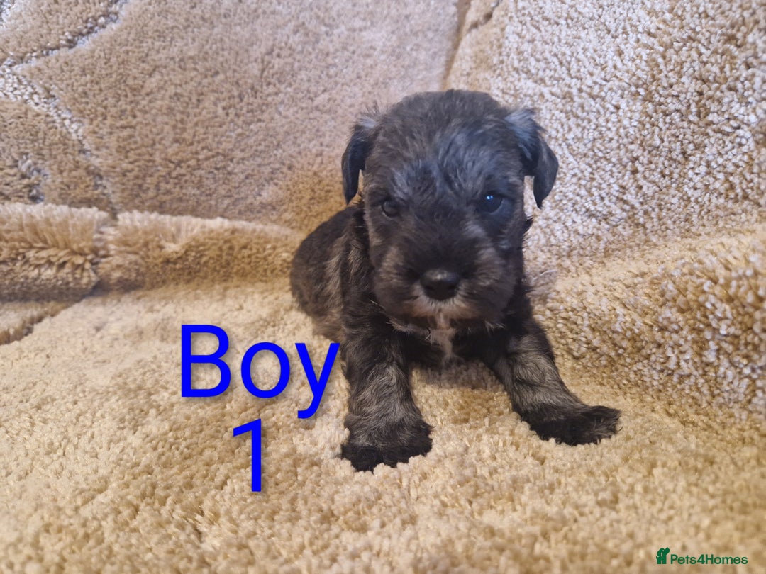 Miniature Schnauzer dogs for sale:  Cute miniature Schnauzer pups - Advert 3