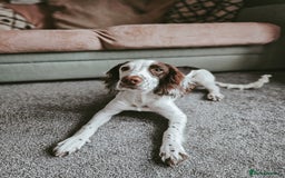 English Springer Spaniel dogs for sale: Forrest, 1.5yr old male ESS - Image 1