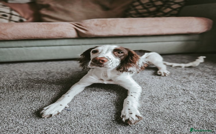 English Springer Spaniel dogs - Advert 1