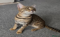Bengal cats for sale: Intensively socialised bengal kittens - lap cats! in Scunthorpe - Image 15