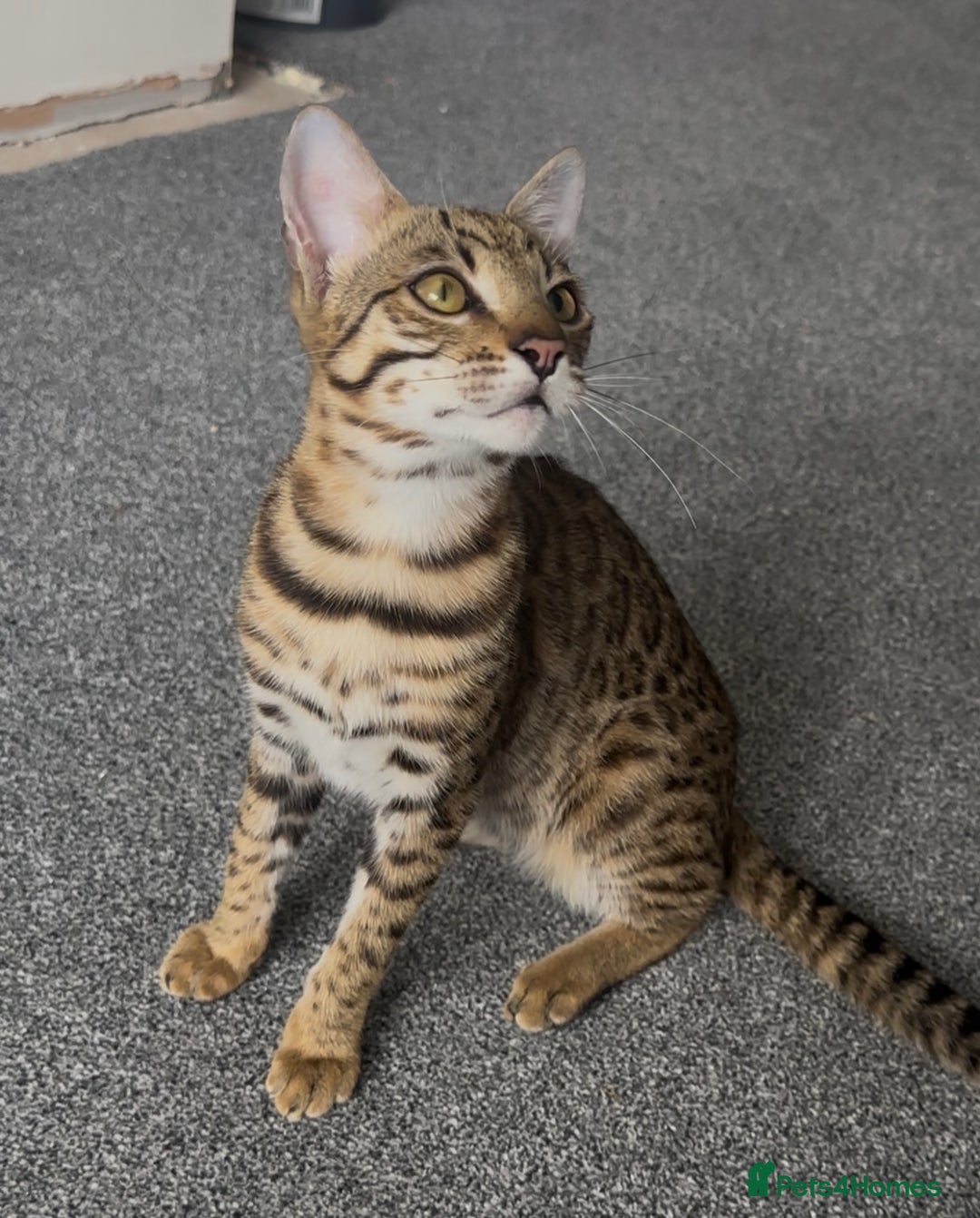 Bengal cats for sale: Intensively socialised bengal kittens - lap cats! in Scunthorpe - Image 15