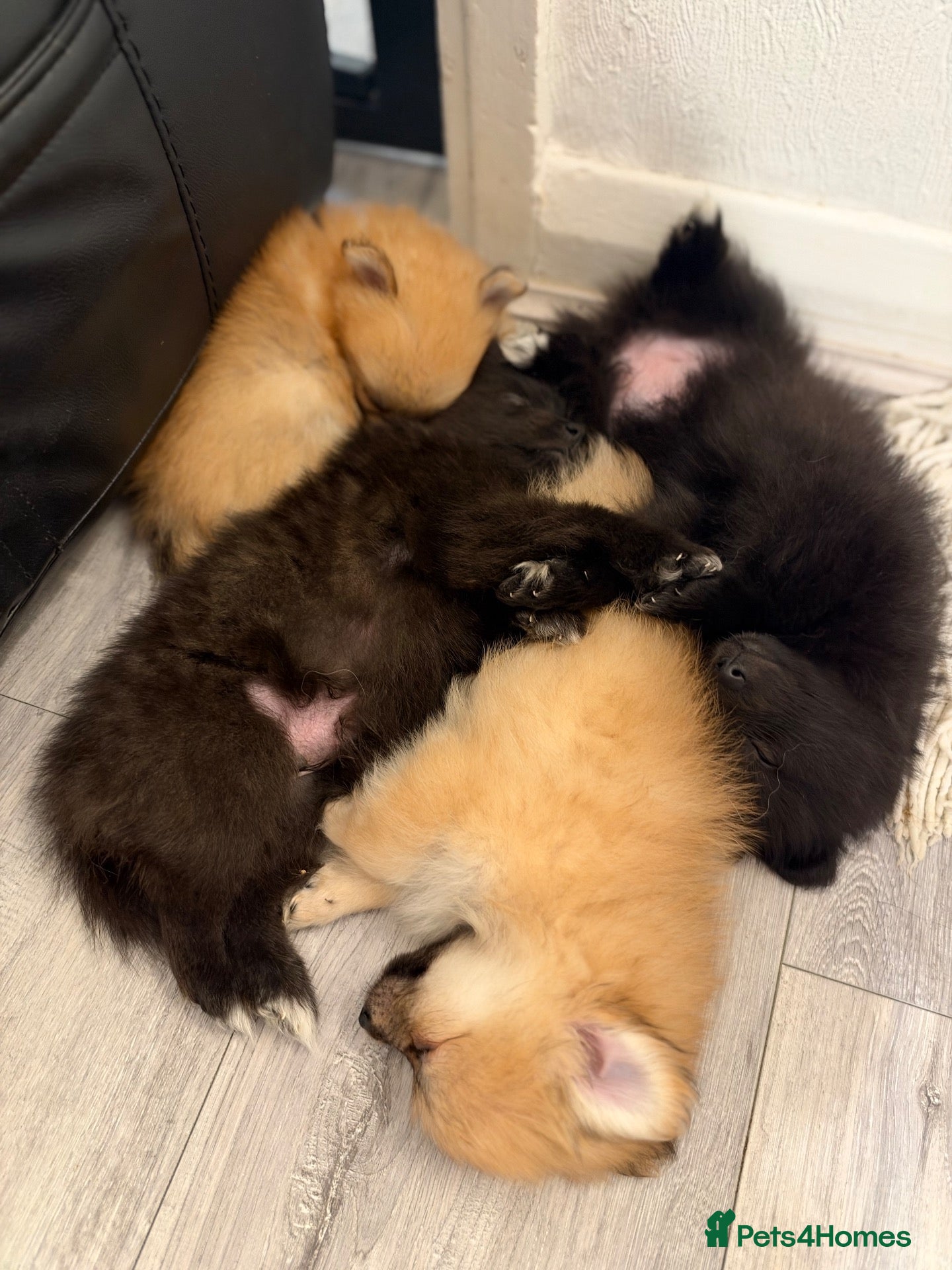 Pomeranian dogs 🐶 Stunning Pomeranian Puppies 2 Boys an 1 Girl 🐶 - Advert 3