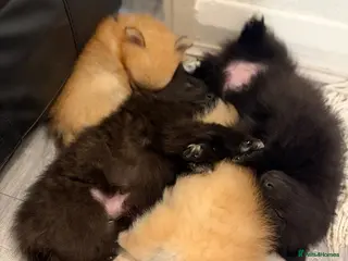 Pomeranian dogs 🐶 Stunning Pomeranian Puppies 2 Boys an 1 Girl 🐶 - Advert 3