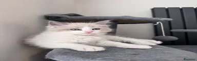 Ragdoll Kitten 1