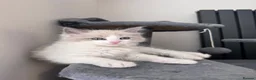 Ragdoll cats for sale: Blue bio colour boy  - Advert 2