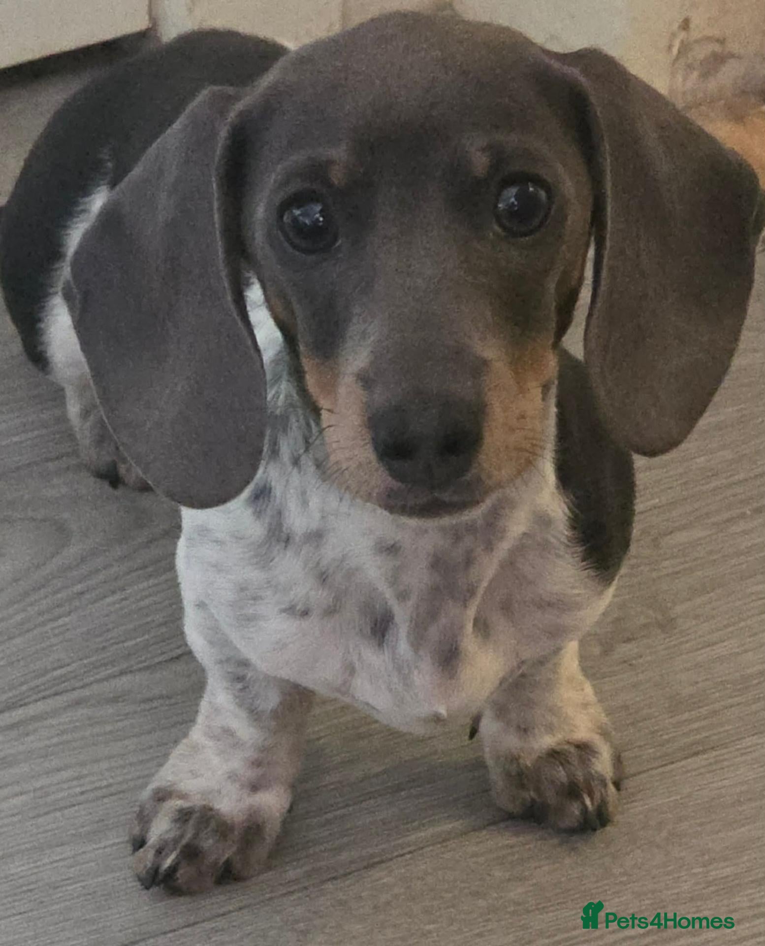 Miniature Dachshund dogs Blue daple tri pied - Advert 5