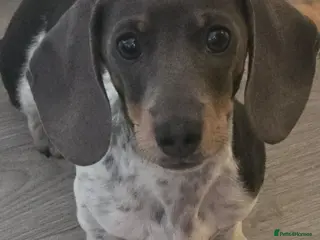 Miniature Dachshund dogs Blue daple tri pied - Advert 11