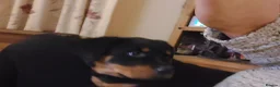 Rottweiler dogs for sale: IVOR KC REG ROTTWEILER PUP - Advert 26
