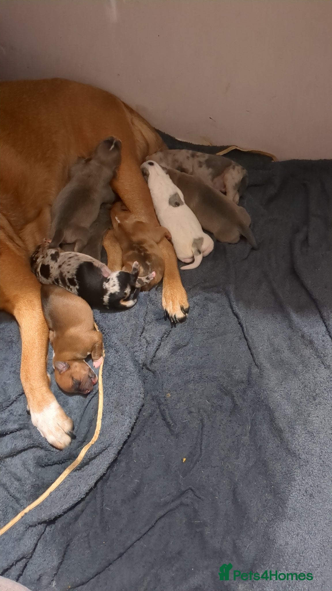 Mixed Breed dogs for sale: Staff bullmastiff cross old English bulldog  - Advert 1